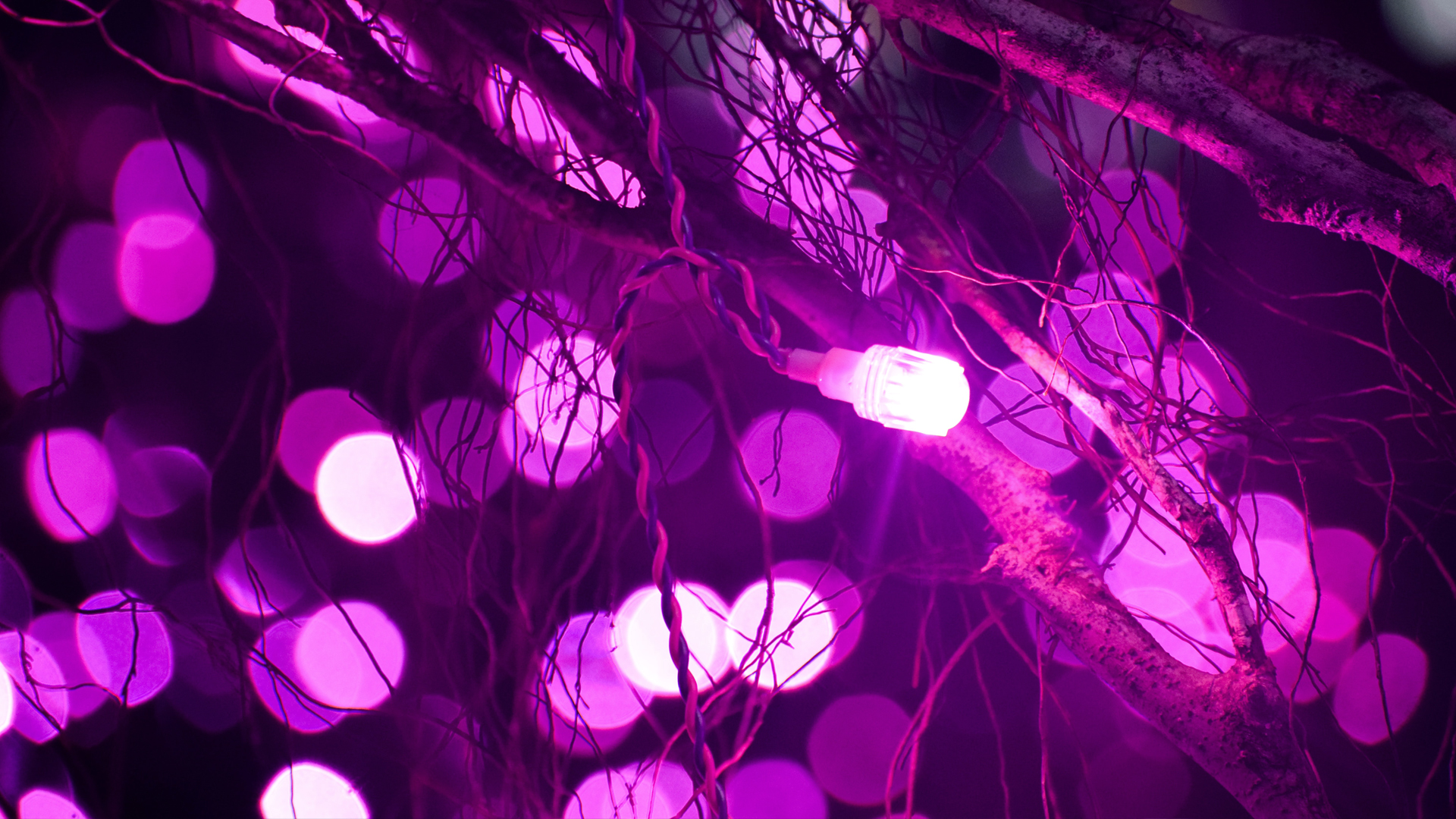 Purple fairy lights up close